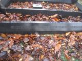image of grave number 373647